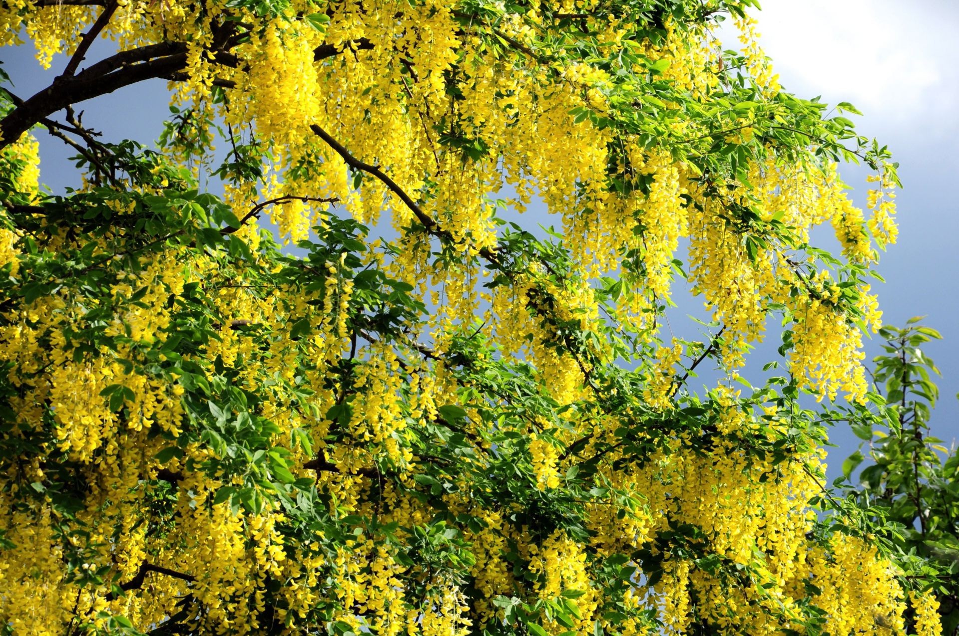 primavera foglia natura albero stagione ramo flora luminoso estate autunno colore bel tempo all aperto legno giardino crescita ambiente rurale fiore sole