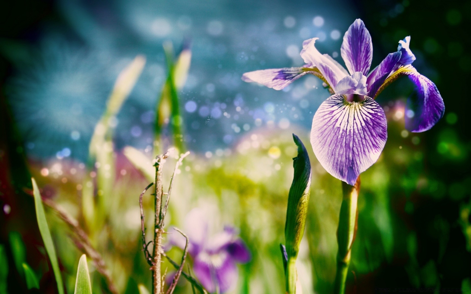 kreativ natur blume flora sommer blatt gras hell im freien garten gutes wetter wachstum feld sonne farbe blumen blühen