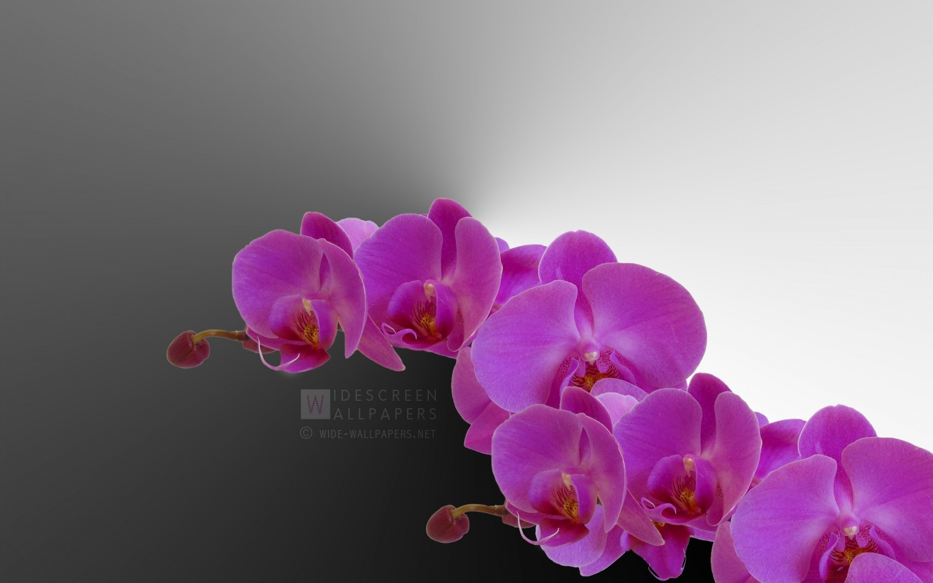 kreativ blume tropisch orchideen elegant natur exotisch blütenblatt phalaenopsis hell romantik flora sanft