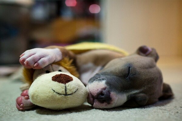 A small sleeping puppy with a toy