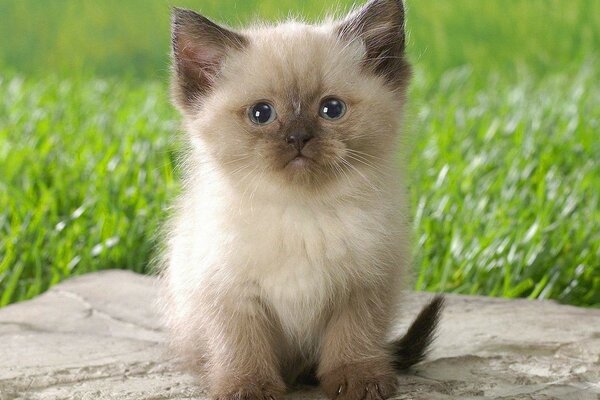 Gatinho bonito e grama verde