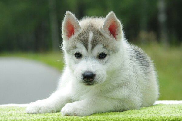 Chiot mignon. Chien dans la nature