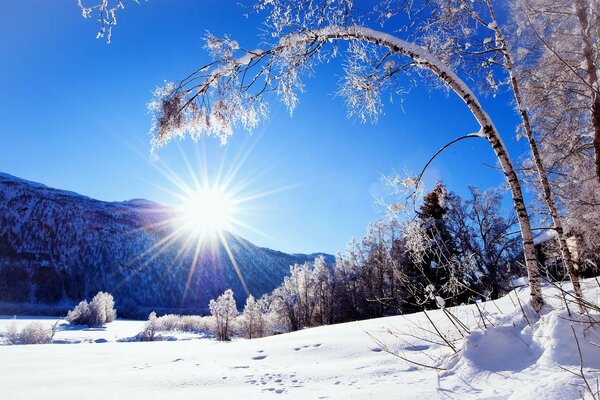 Nature Winter Sun Mountains Tree Snow