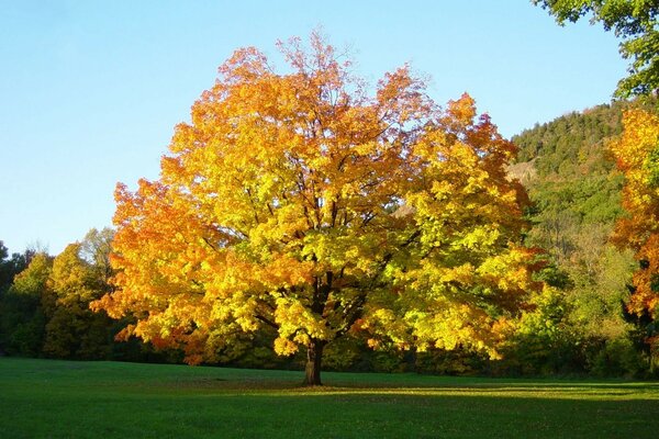 Autumn tree with leaves of different colors