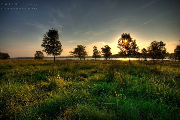 Forest landscape at dawn of the day