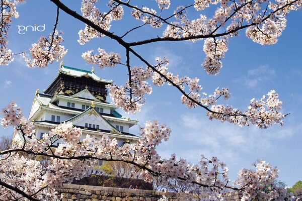 Sakura en amanecer Japón casa