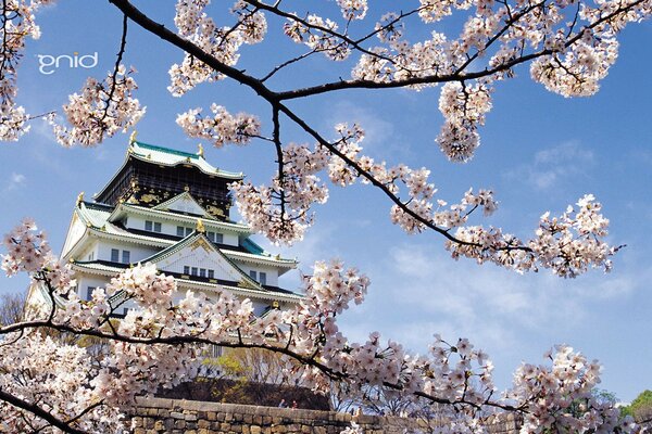 日本黎明樱花楼