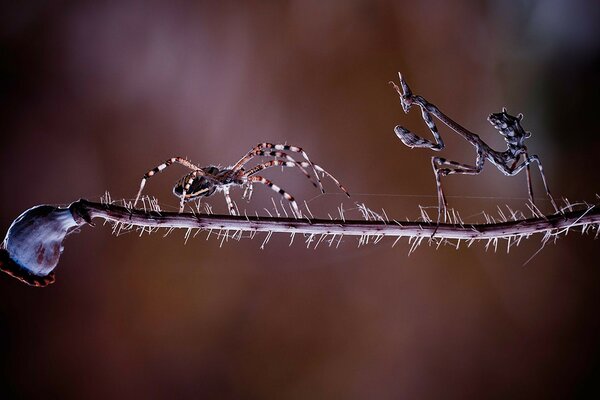 Une araignée tisse une toile d araignée. Microsphotographie des arachnides