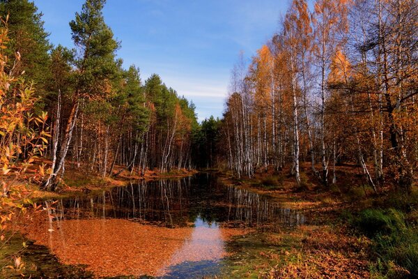 Autumn forest reflected in the stream