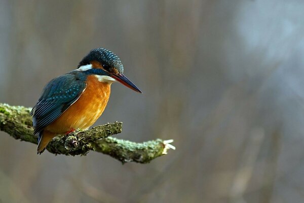 L oiseau aime voler et s asseoir sur une branche