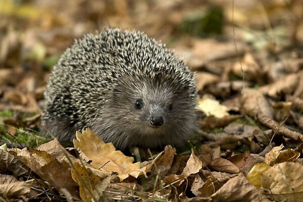 Hedgehog in nature digs in the foliage