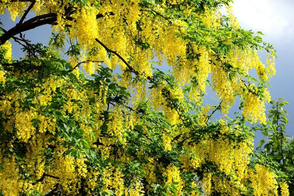 Gelbe Blumen am Baum