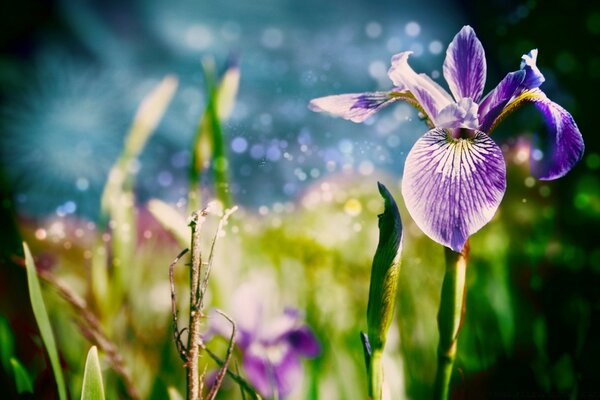 Belle fleur matin d été