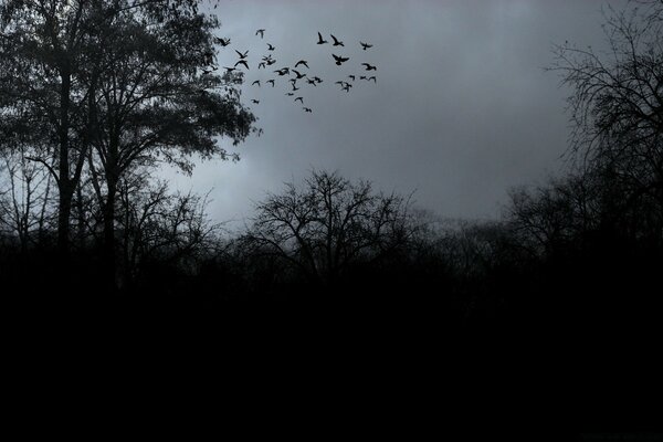 Foggy landscape, a flock of screaming birds