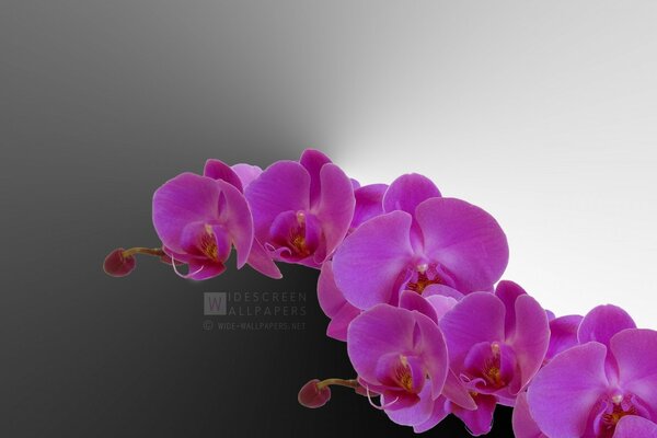 Creative orchids of purple shade