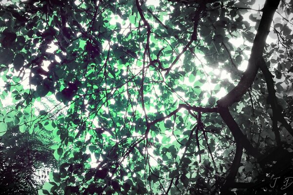 Daylight through the leaves of trees