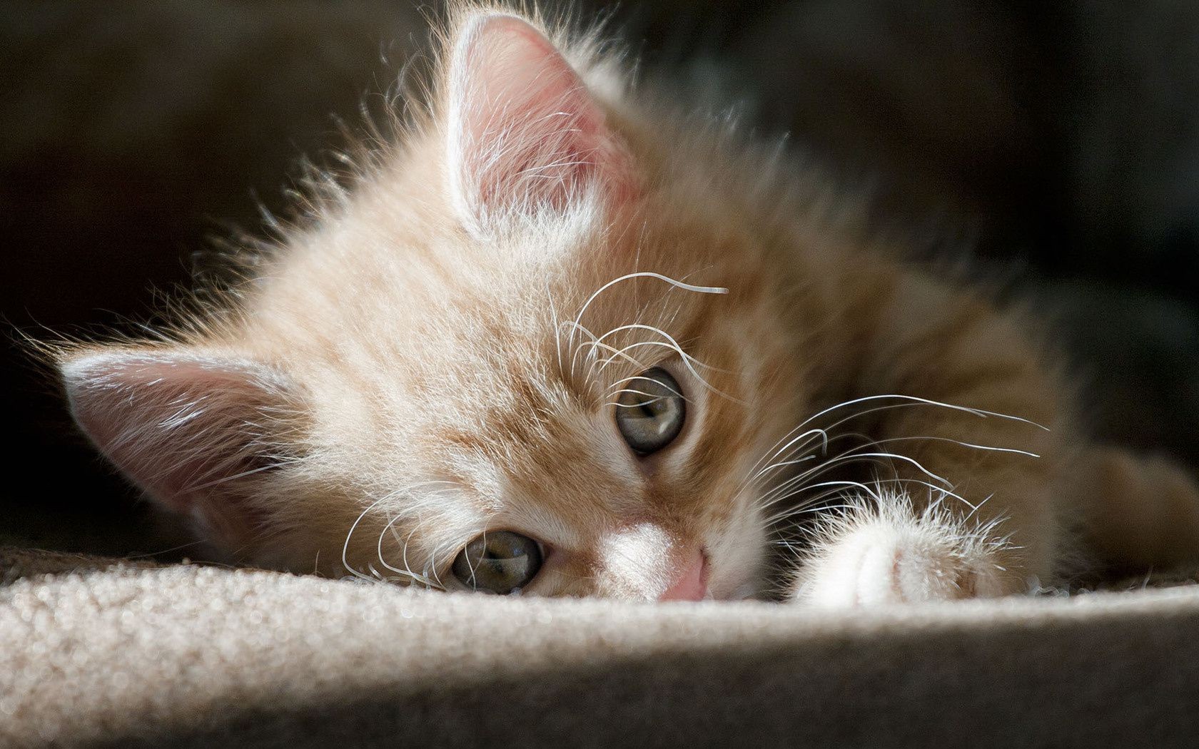 katze katze kätzchen haustier tier niedlich traum porträt kind säugetier auge inländische fell wenig junge schläfrig nase schnurrbart liebenswert pfote flaumig