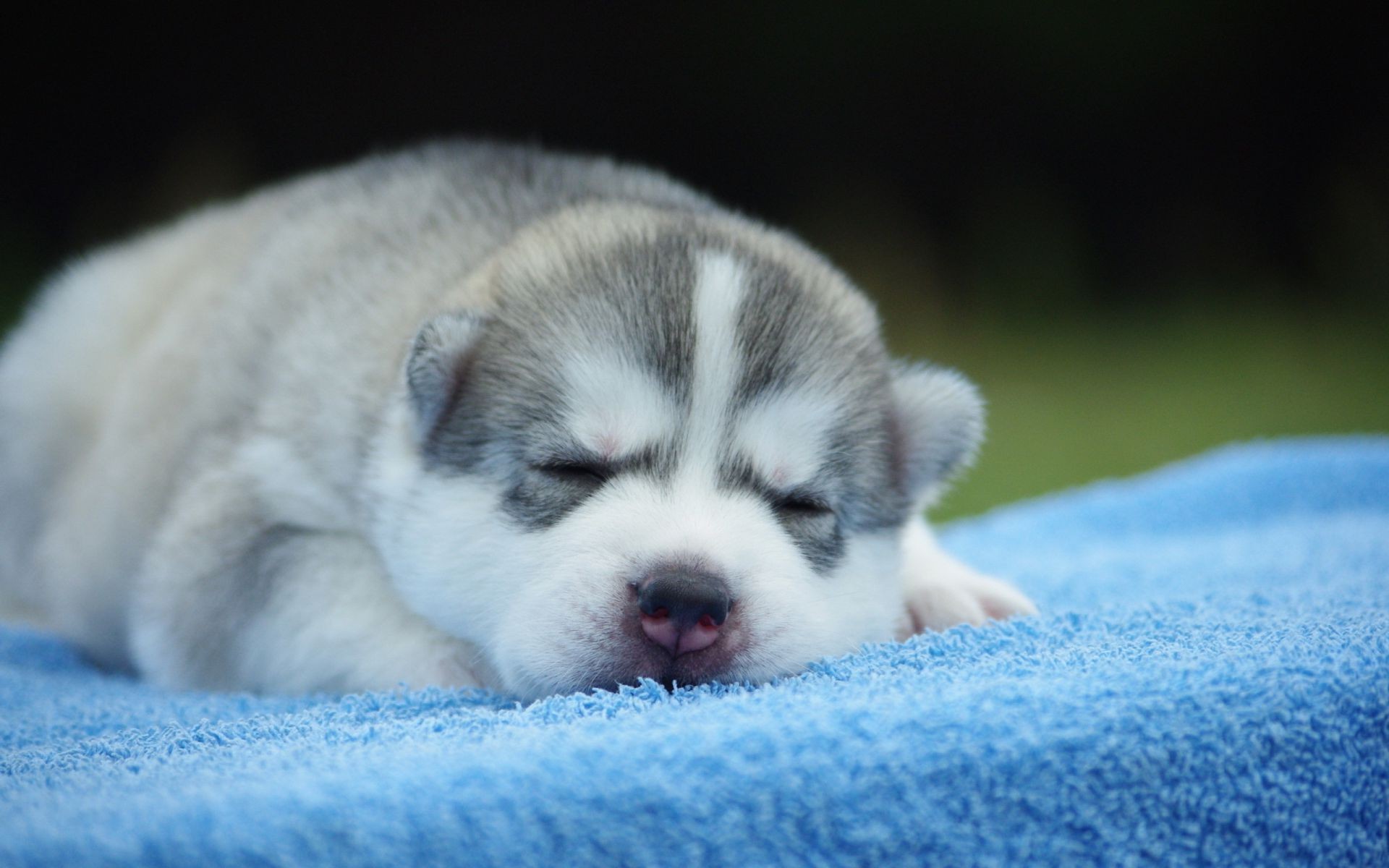 perros perro mamífero mascota animal lindo perro pequeño retrato cachorro adorable piel doméstico uno