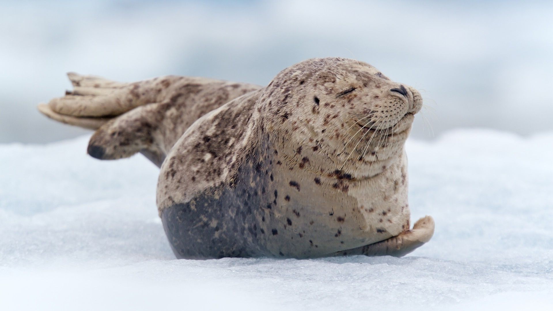 animali neve inverno natura freddo gelido fauna selvatica oceano spiaggia mare ghiaccio mare animale all aperto selvaggio marino