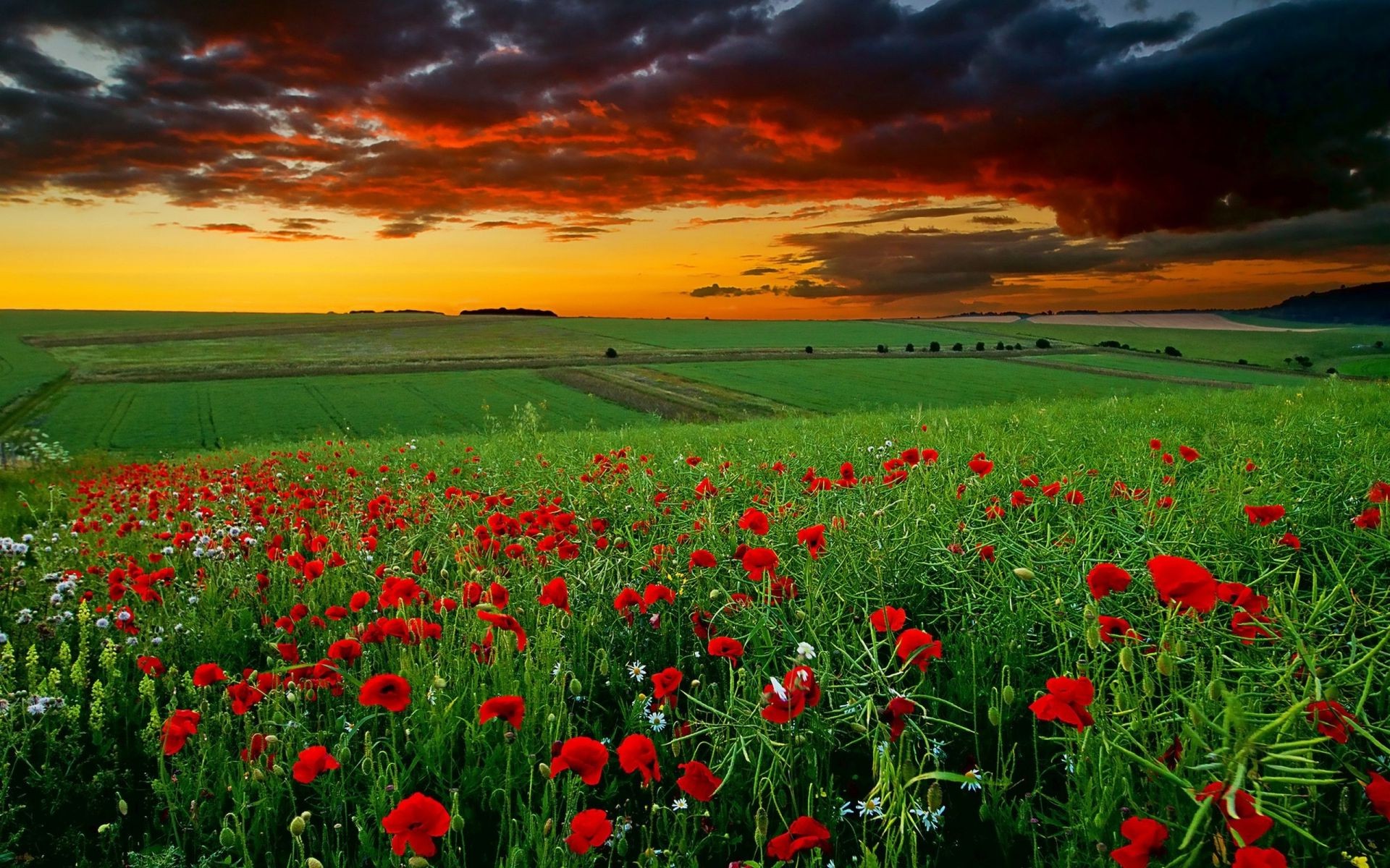 Field flowers poppies daisies sunset clouds - Phone wallpapers