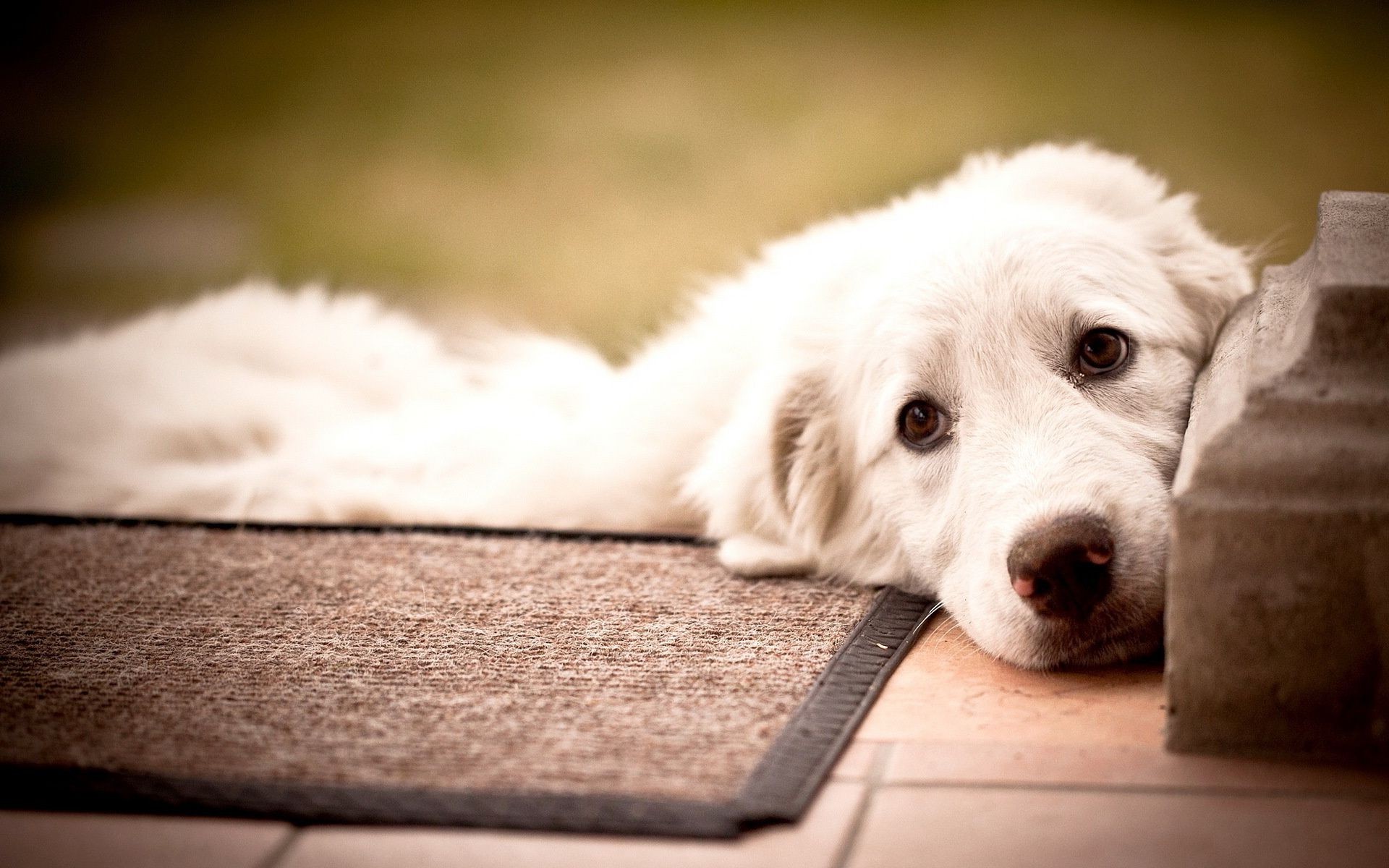 cani cane carino ritratto animale domestico animale cucciolo canino mammifero domestico divertente uno studio piccolo