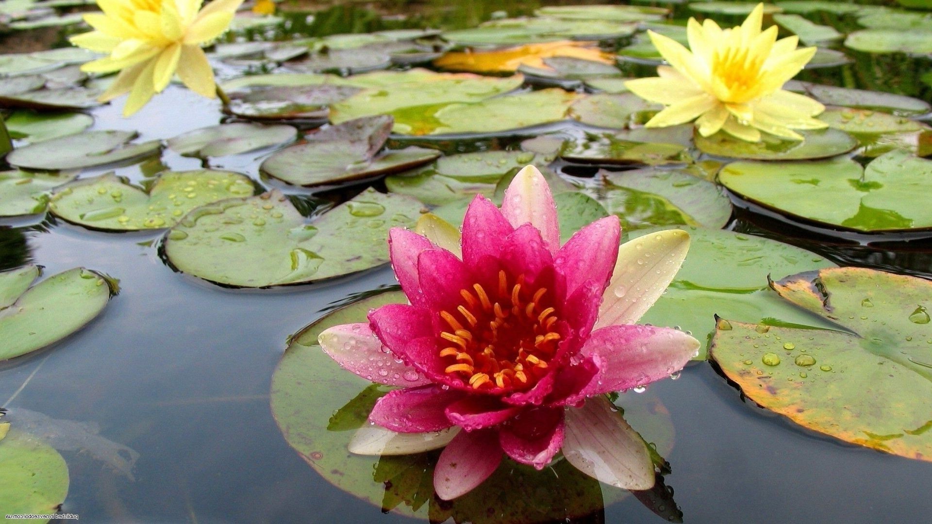 sudaki çiçekler lotus havuz lily çiçek nilüfer yaprak su yüzme meditasyon zen çiçeklenme flora doğa taçyaprağı lotus güzel egzotik yaz bahçe çiçek