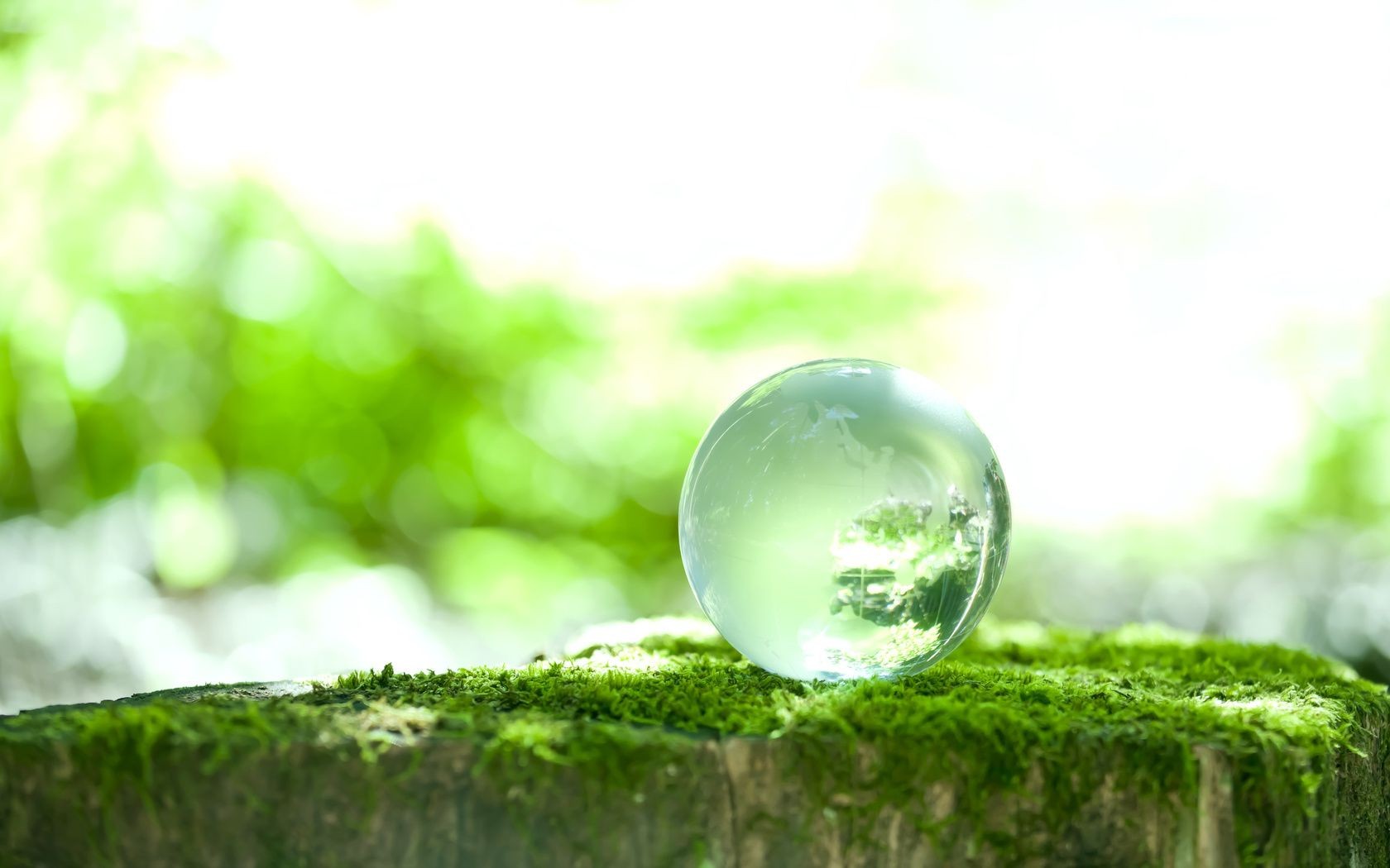 goccioline e acqua natura foglia sfocatura estate erba flora freschezza cibo