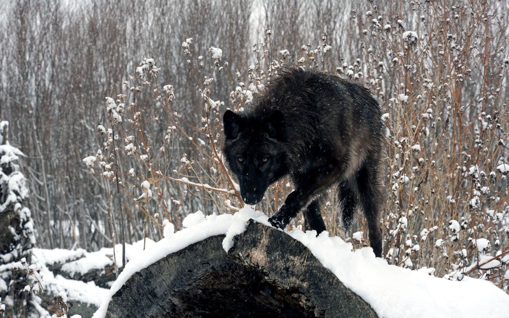 animales nieve invierno madera naturaleza helada frío escarcha mamífero árbol al aire libre congelado vida silvestre temporada salvaje animal hielo