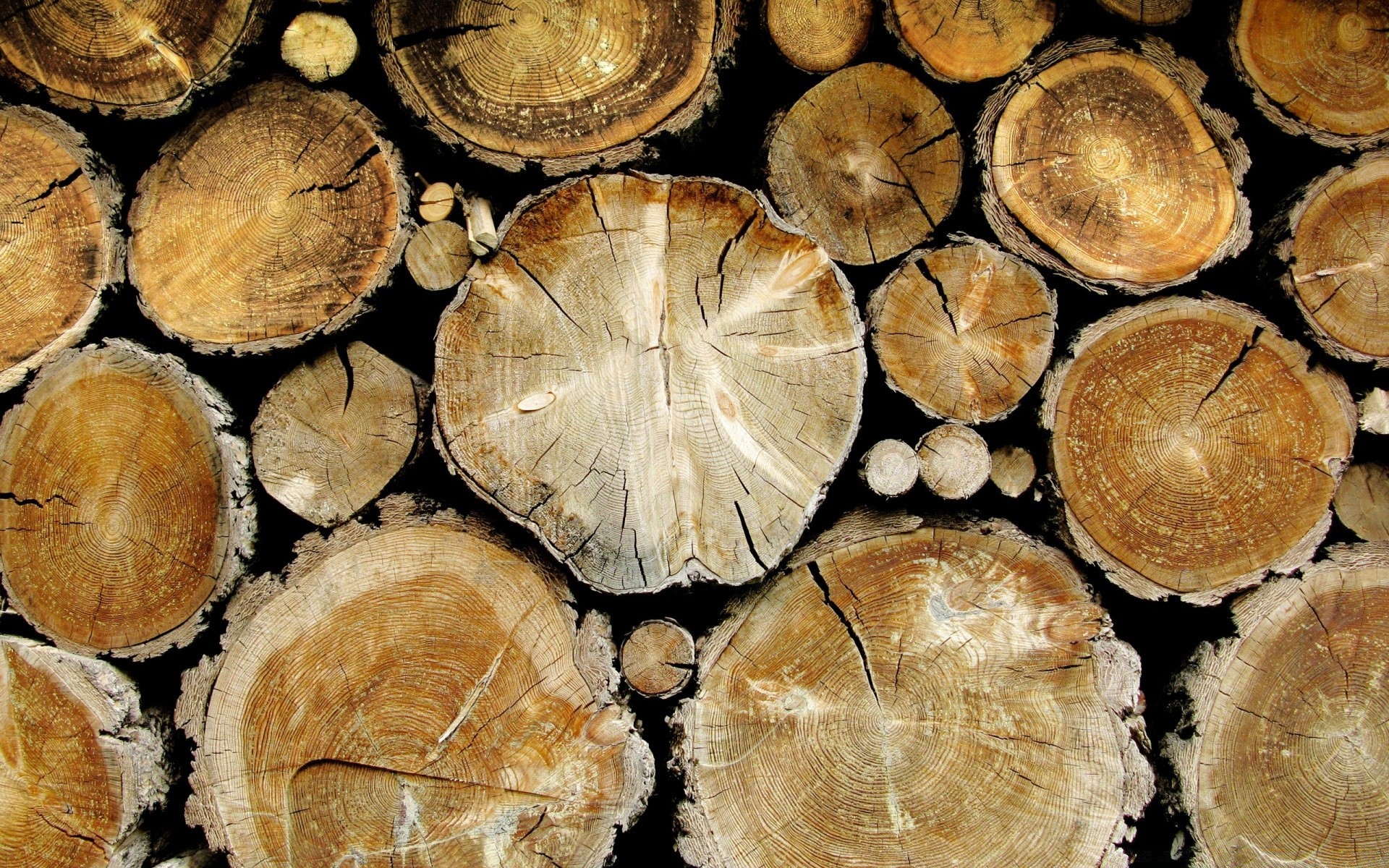 creative wood log desktop firewood wooden texture nature cut tree round close-up pine industry bark