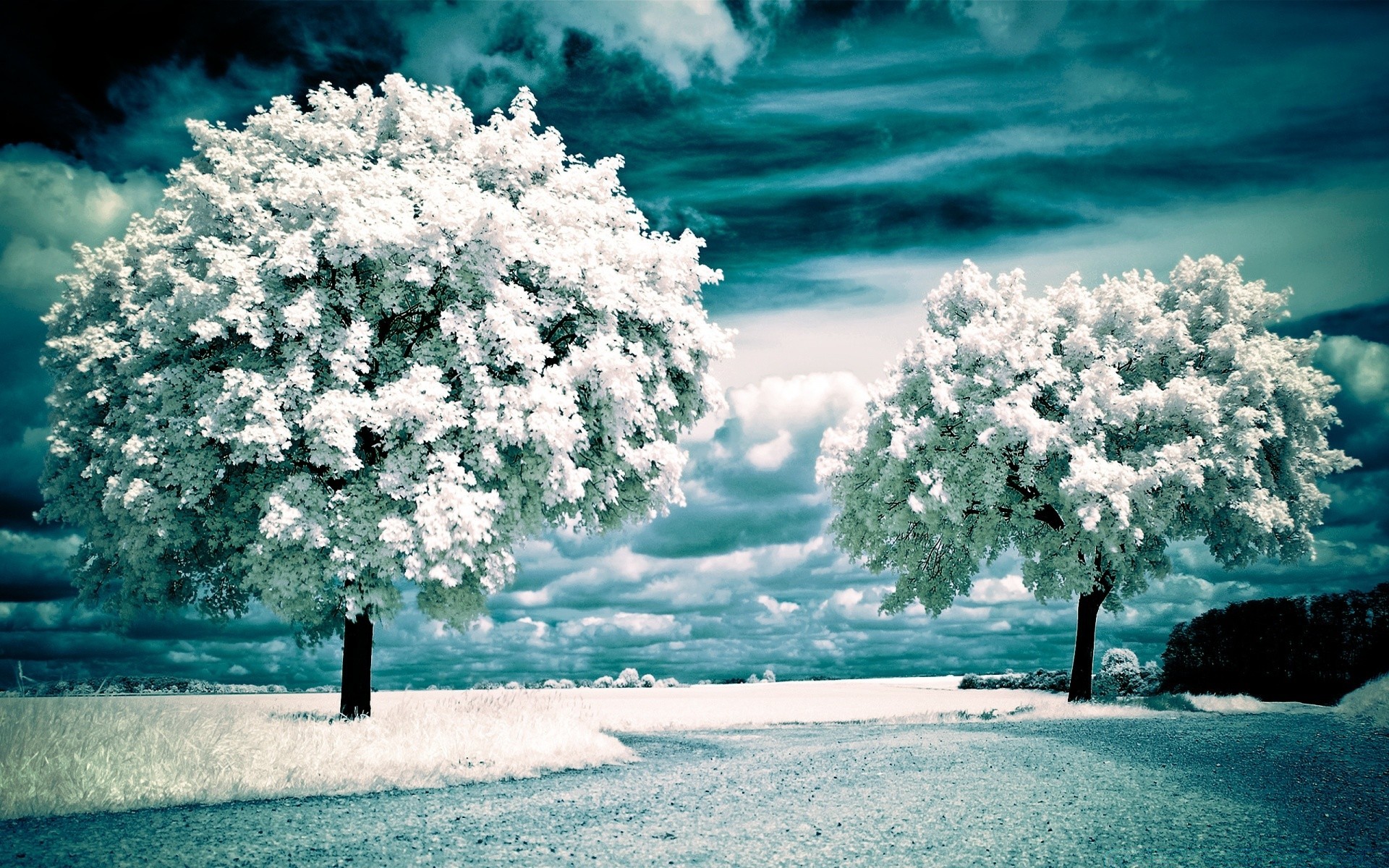 creative snow winter frost tree cold infrared frozen season landscape nature ice weather outdoors fair weather wood sky