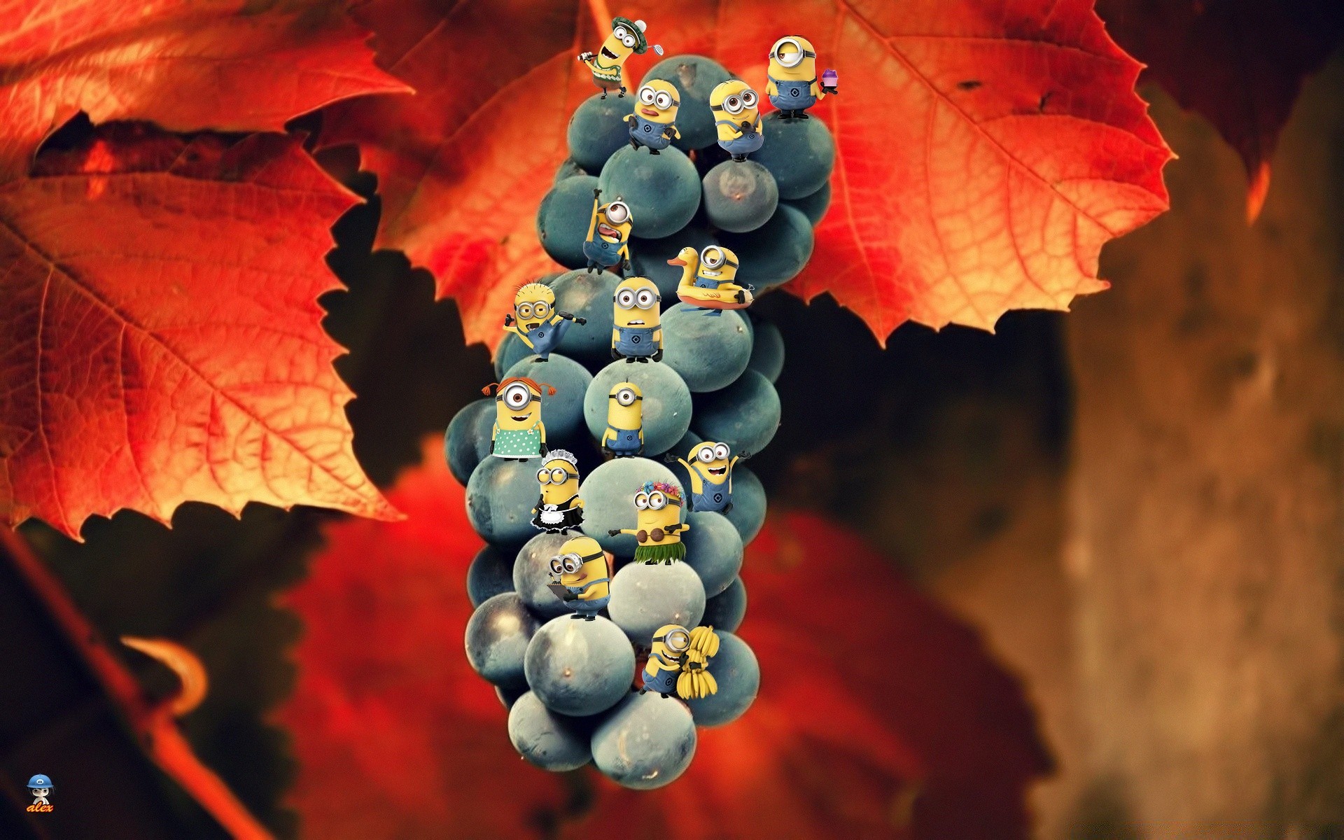 creative fall leaf vine vineyard desktop nature color wine fruit