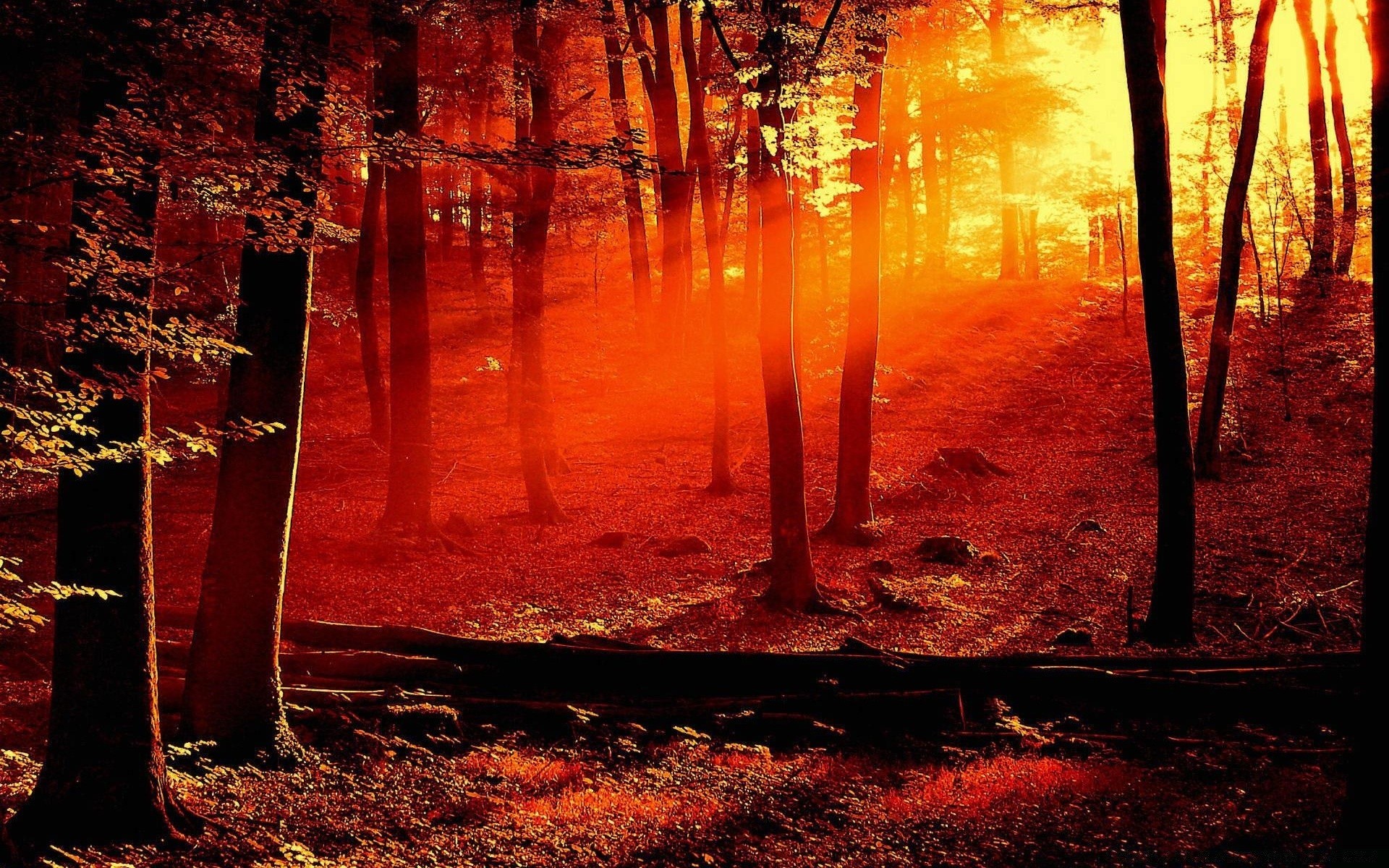 creative light landscape fall wood dark dawn