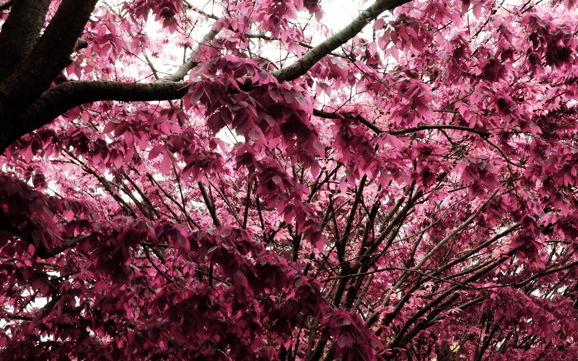 kreativ baum filiale kirsche saison blume natur flora park blatt garten farbe frühling im freien hell wachstum schließen blühen umwelt