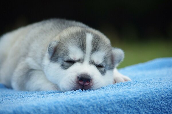 A cute dog is lying on a blue towel