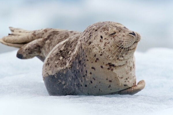 A happy seal is lying on the snow