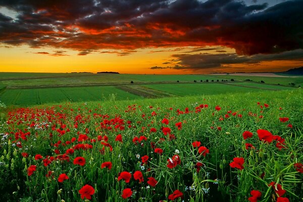 Campo flores amapolas margaritas puesta de sol nubes