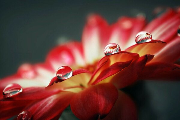 Fleur délicate avec des gouttes d eau