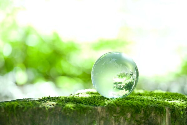 Macro di goccioline d acqua nella foresta