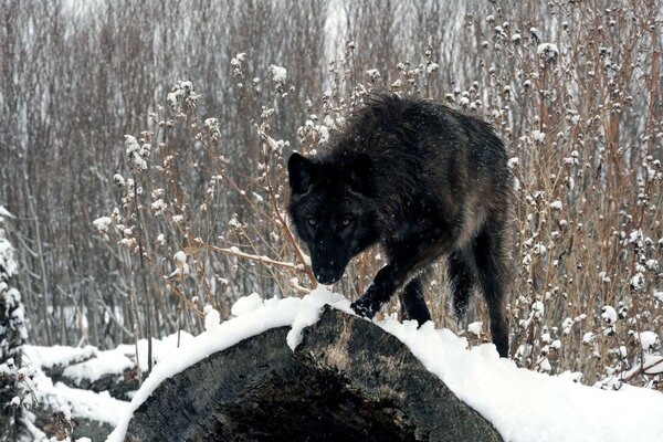 Wolf im Schnee sucht Beute