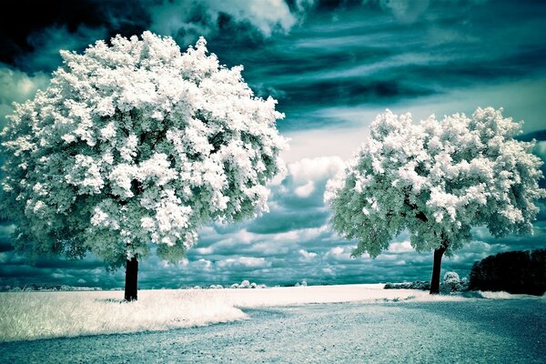 Winter landscape with trees