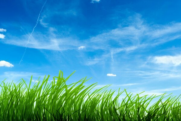 Erba verde sopra il cielo blu