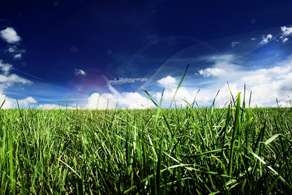 Field with green grass in summer landscape