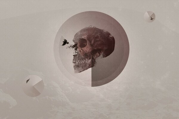 Creative still life, image of a skull