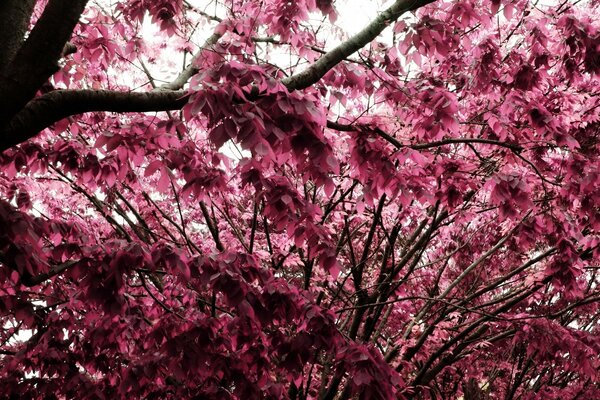 Jardim de cerejeiras em toda a sua glória