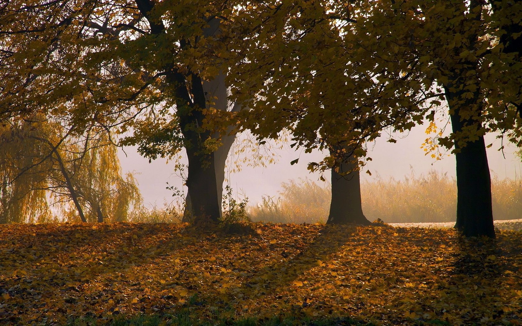 the sunset and sunrise fall tree leaf wood landscape dawn park mist nature backlit fog branch sun fair weather outdoors scenic light daylight countryside