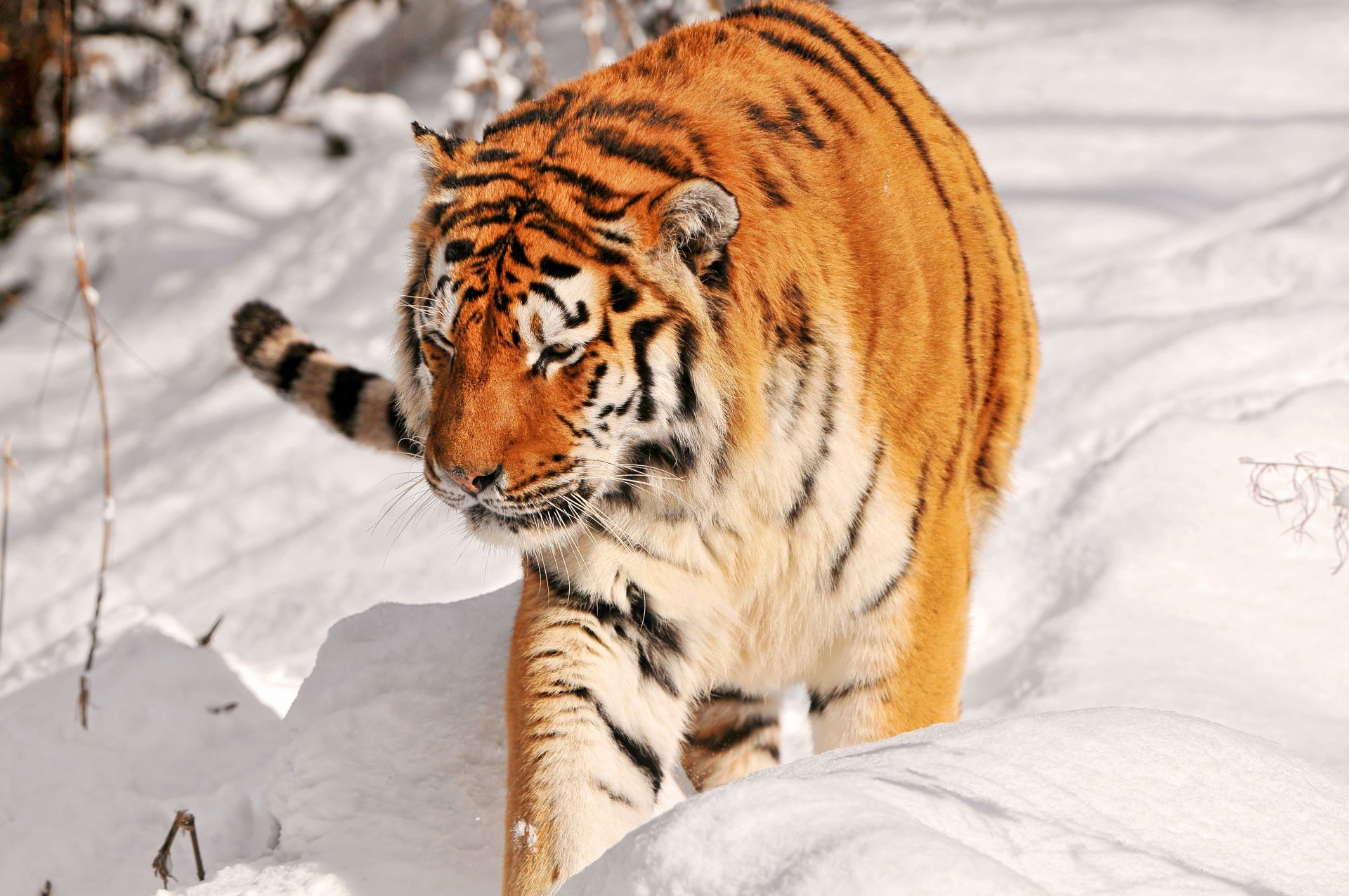 tiger tierwelt säugetier tiger katze tier natur raubtier wild fell schnee winter zoo jäger streifen fleischesser