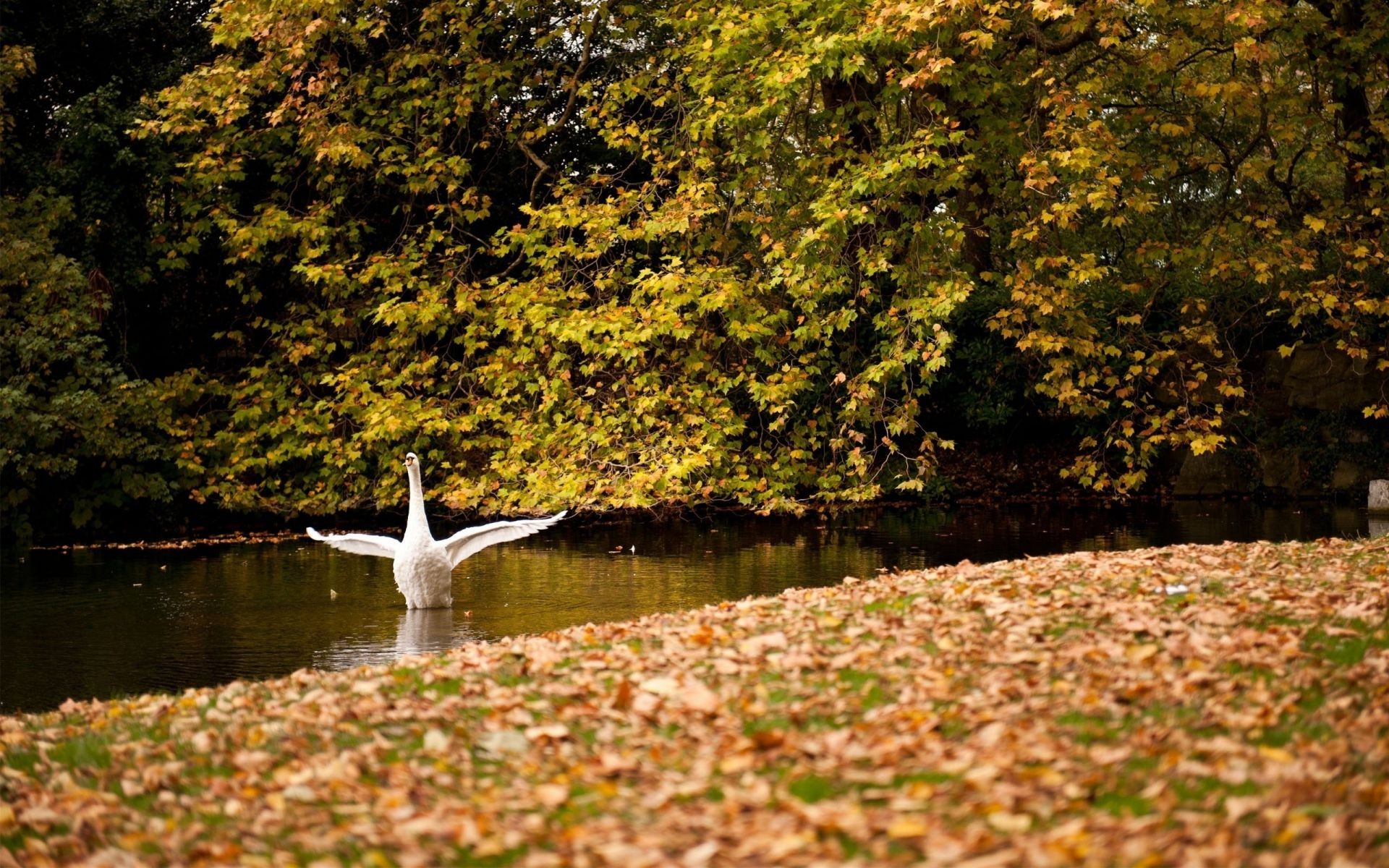 rivers ponds and streams fall leaf nature tree water outdoors wood park lake season river