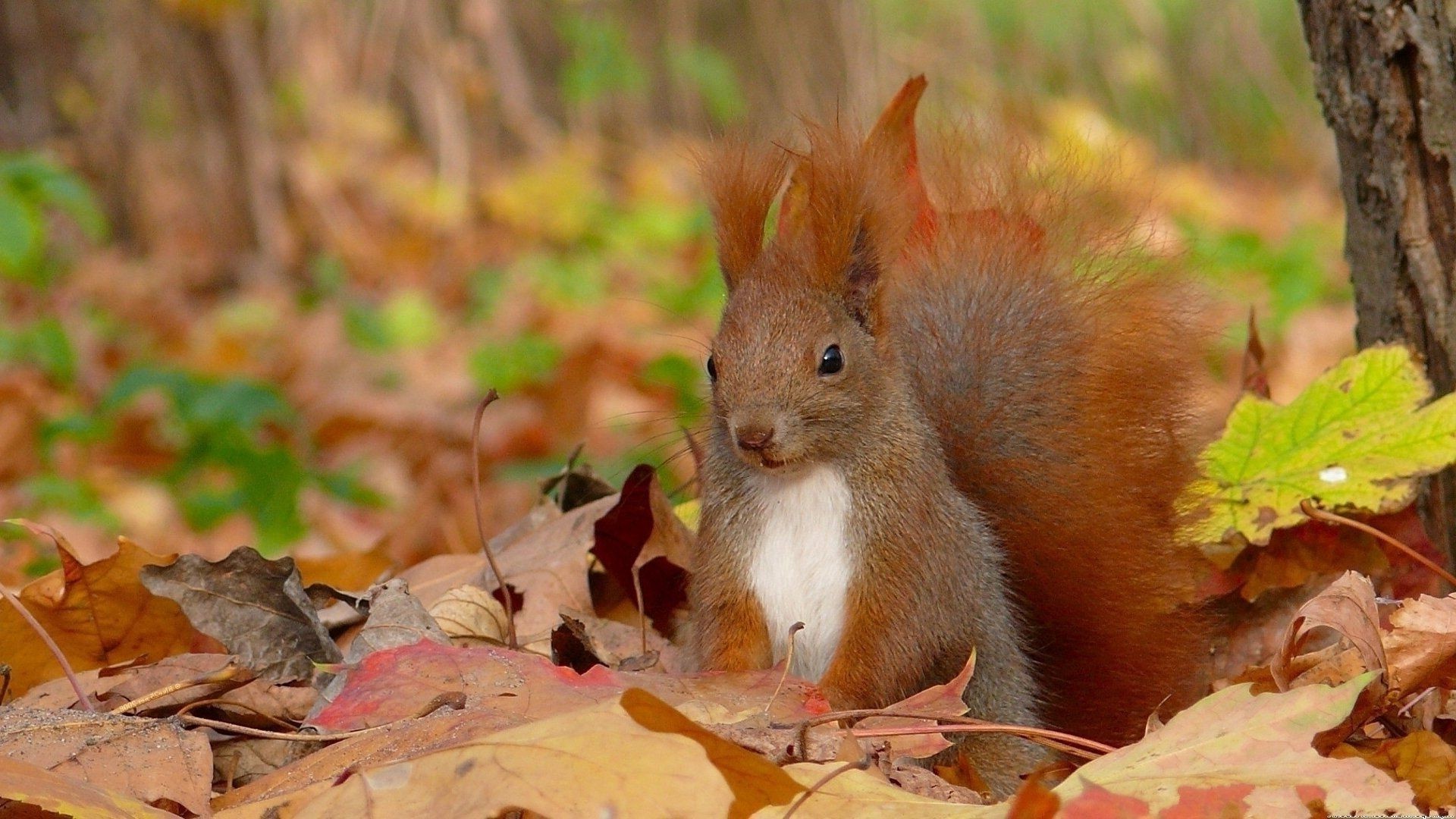 scoiattolo autunno natura scoiattolo mammifero legno roditore fauna selvatica carino foglia dado albero all aperto piccolo selvaggio