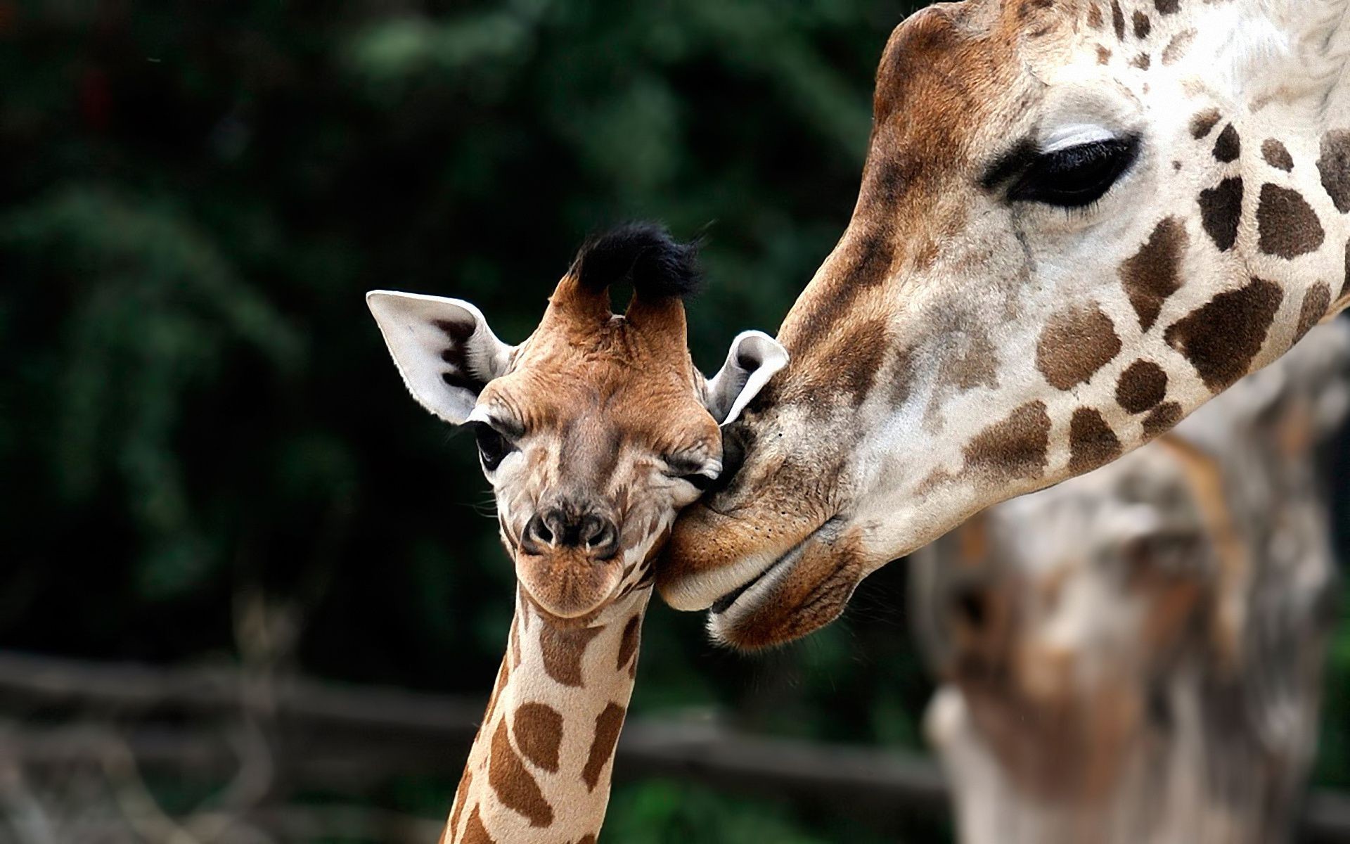 giraffes giraffe mammal wildlife nature neck animal wild zoo head portrait cute long mouth park looking funny outdoors