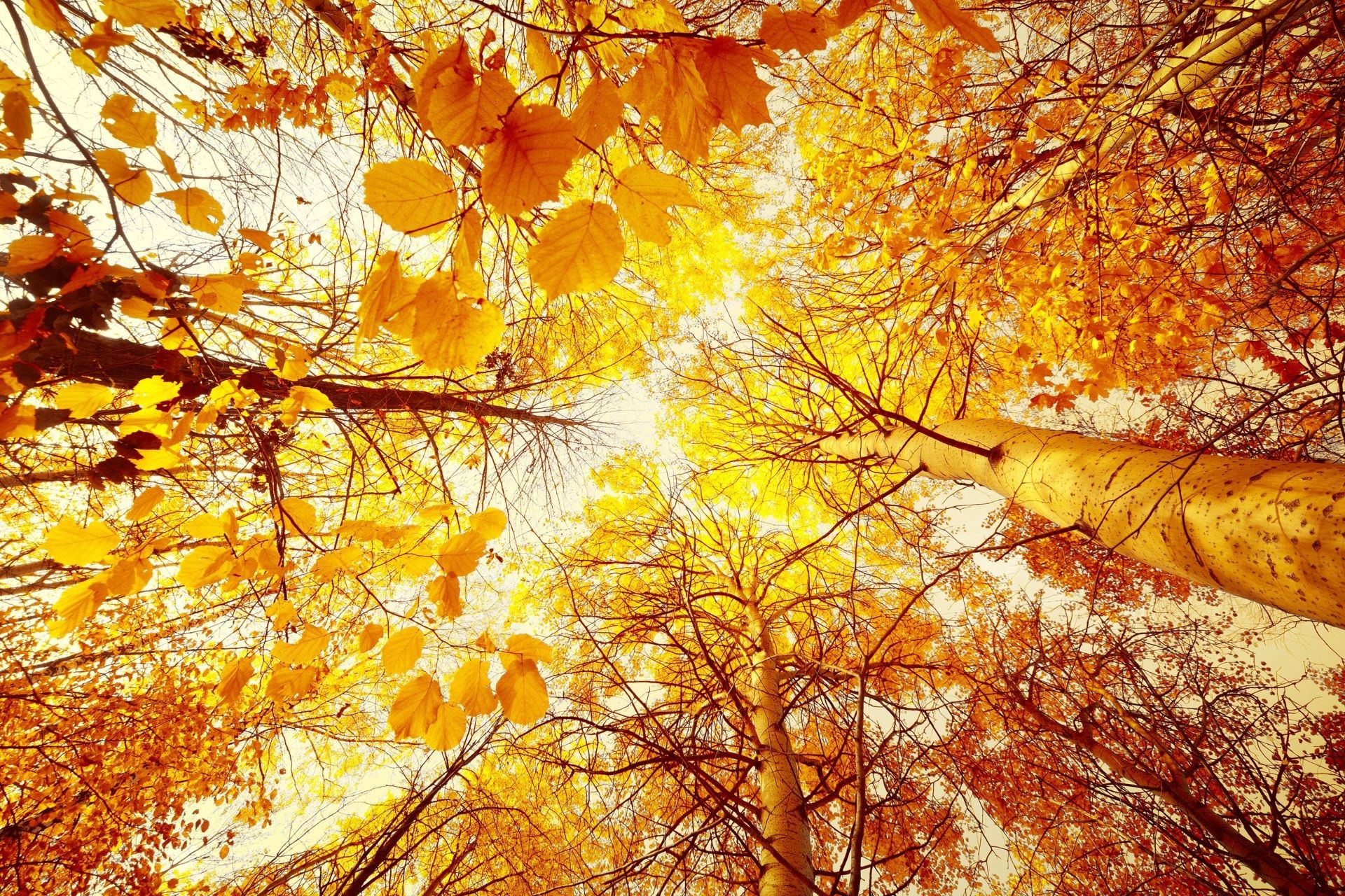 деревья осень небо листья загрузить